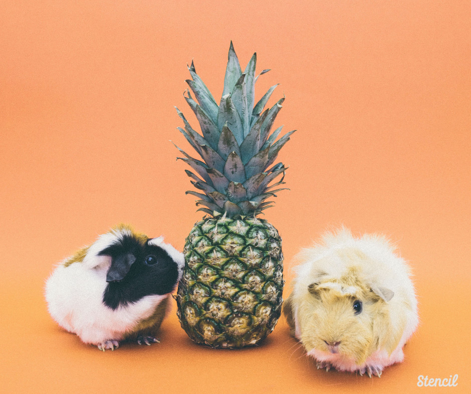 guinea pigs with pineapple